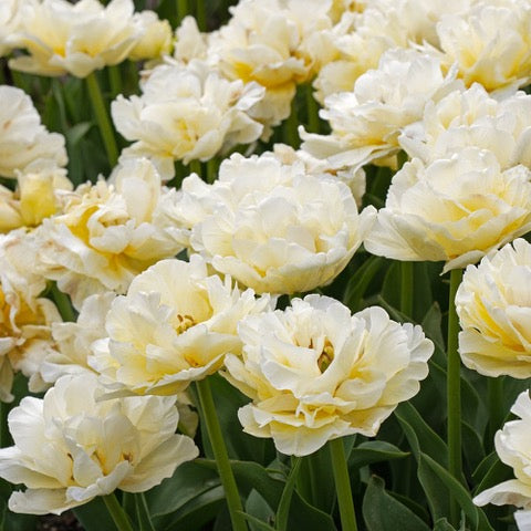 Tulipes locales hivernales