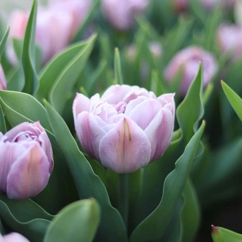 Bouquet de fleurs locales