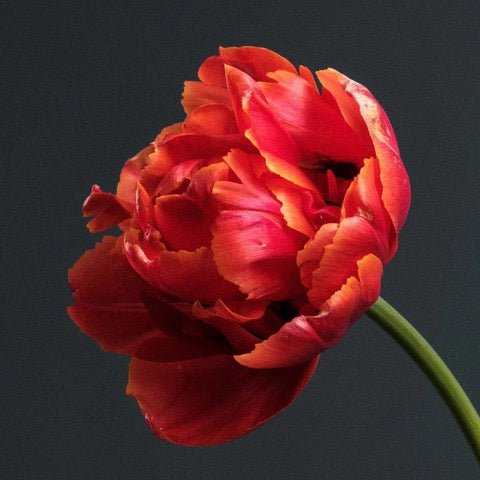 Tulipes locales hivernales