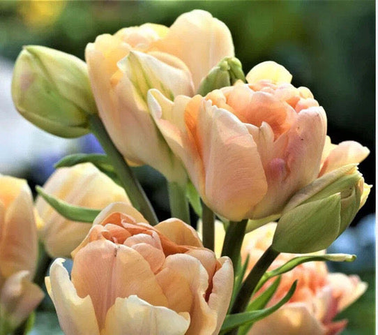 Bouquet de fleurs locales