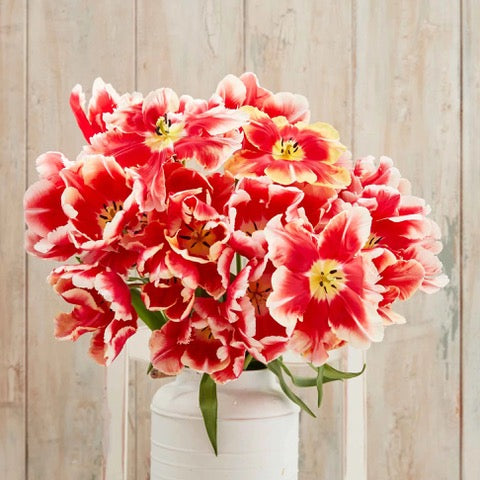 Tulipes locales hivernales