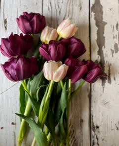 Tulipes locales hivernales